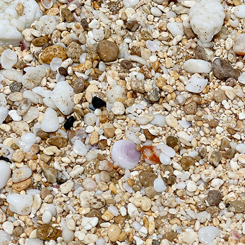 Purple Puka Shell in Sand