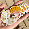 Hawaiian Sunrise Shell Pecten Langfordi Handmade Custom Designed 2 Inch PVC Vinyl Sticker