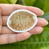 Granulated Sugar Cowry Hawaiian Shell Custom Designed 2 Inch PVC Vinyl Sticker
