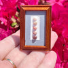 Laiki Rice Shell Ni'ihau Hawaii Miniature Tan Wood Display Frame Collectable Handmade