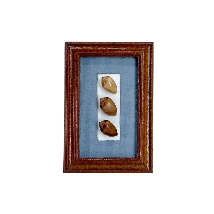 Poleho Shell Kauai Hawaii Miniature Display Frame Collectable Handmade