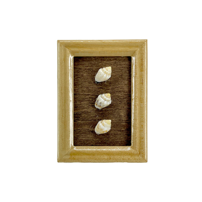 Momi Dove Shell Ni'ihau Hawaii Miniature Tan Wood Display Frame Collectable Handmade