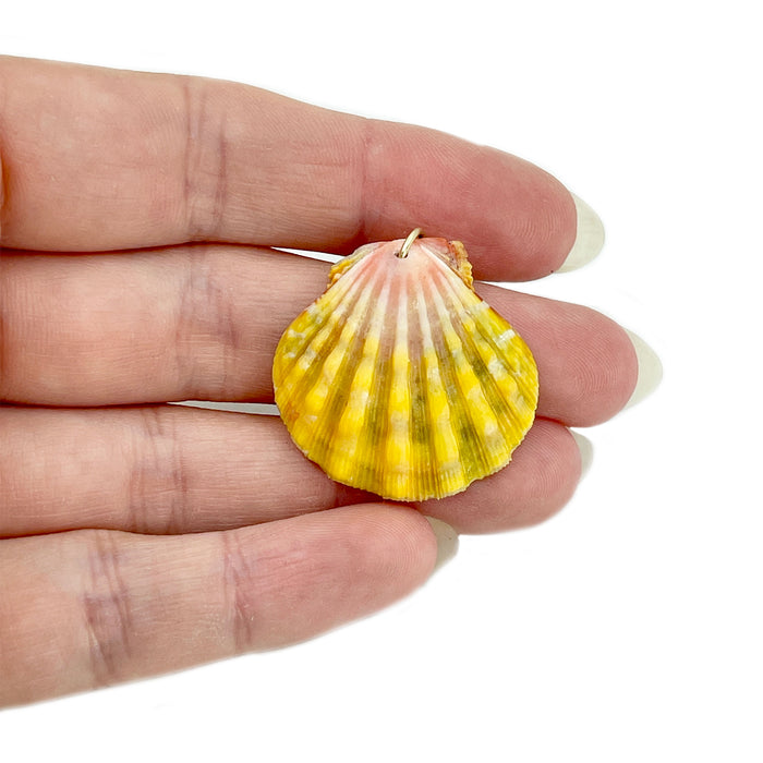Solid Gold Bail Sunrise Shell O'ahu Pendant Necklace - 14K Yellow Gold